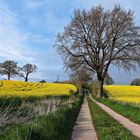 Wanderweg durch die Rapsfelder in der Holsteinischen Schweiz