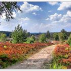 Wanderweg durch die Weseler Heide