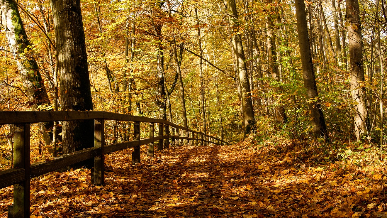 Wanderweg entlang der Irreler Wasserfälle