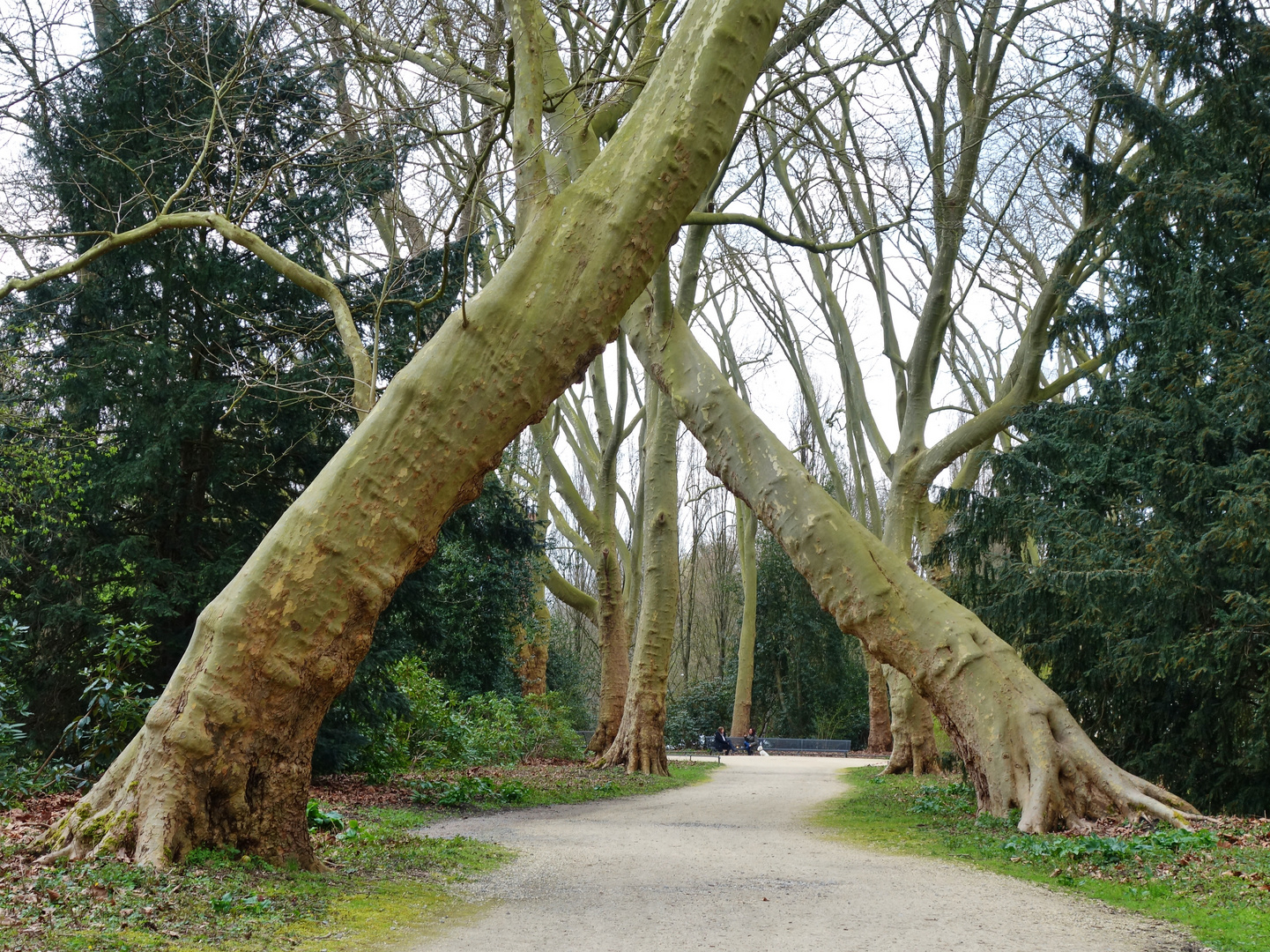 Wanderweg für Mutige! Denn wenn diese Bäumchen umkippen!! Zu finden im Schlosspark Herten