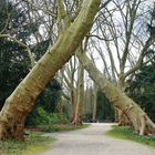 Wanderweg für Mutige! Denn wenn diese Bäumchen umkippen!! Zu finden im Schlosspark Herten