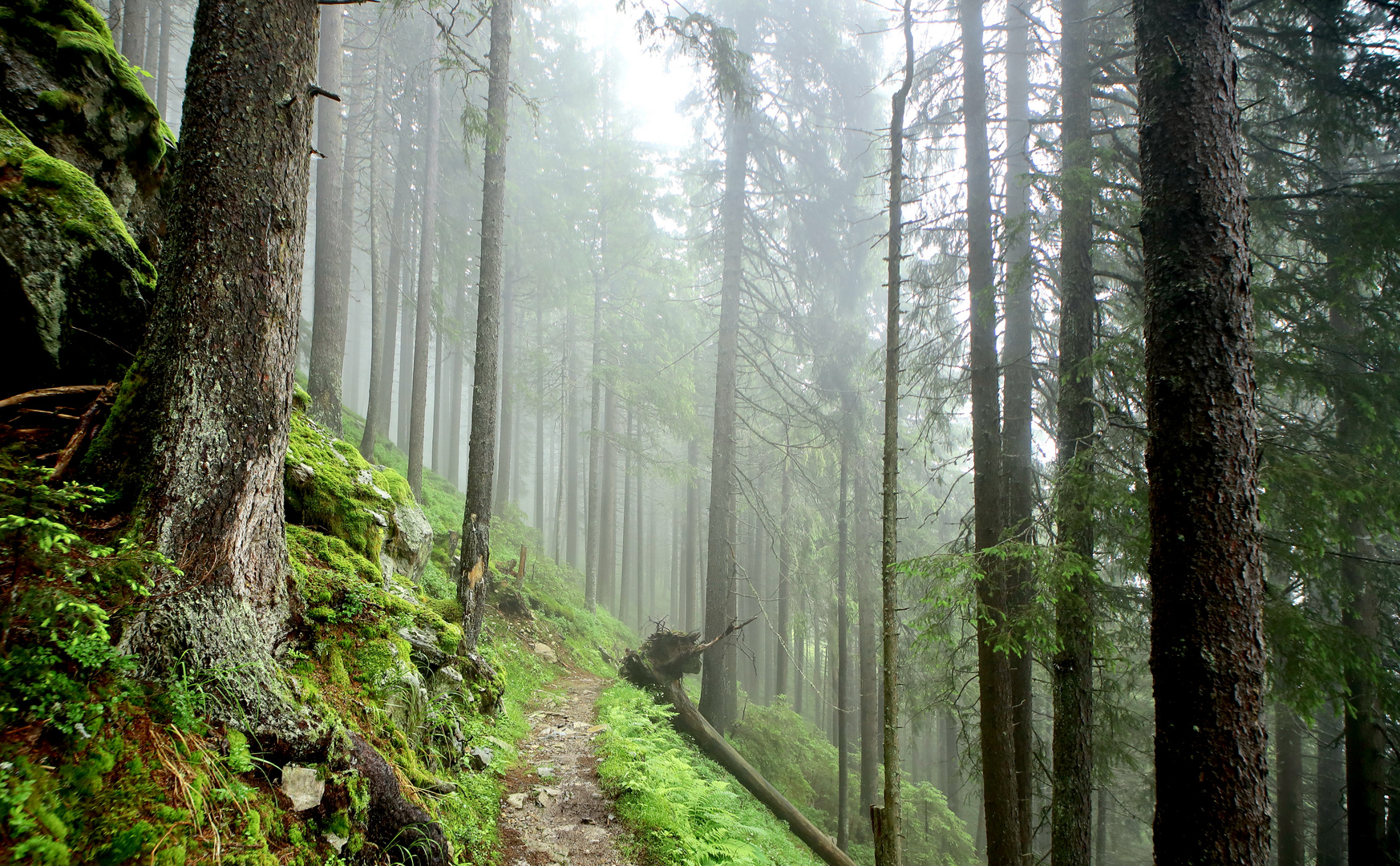 Wanderweg , Golzern