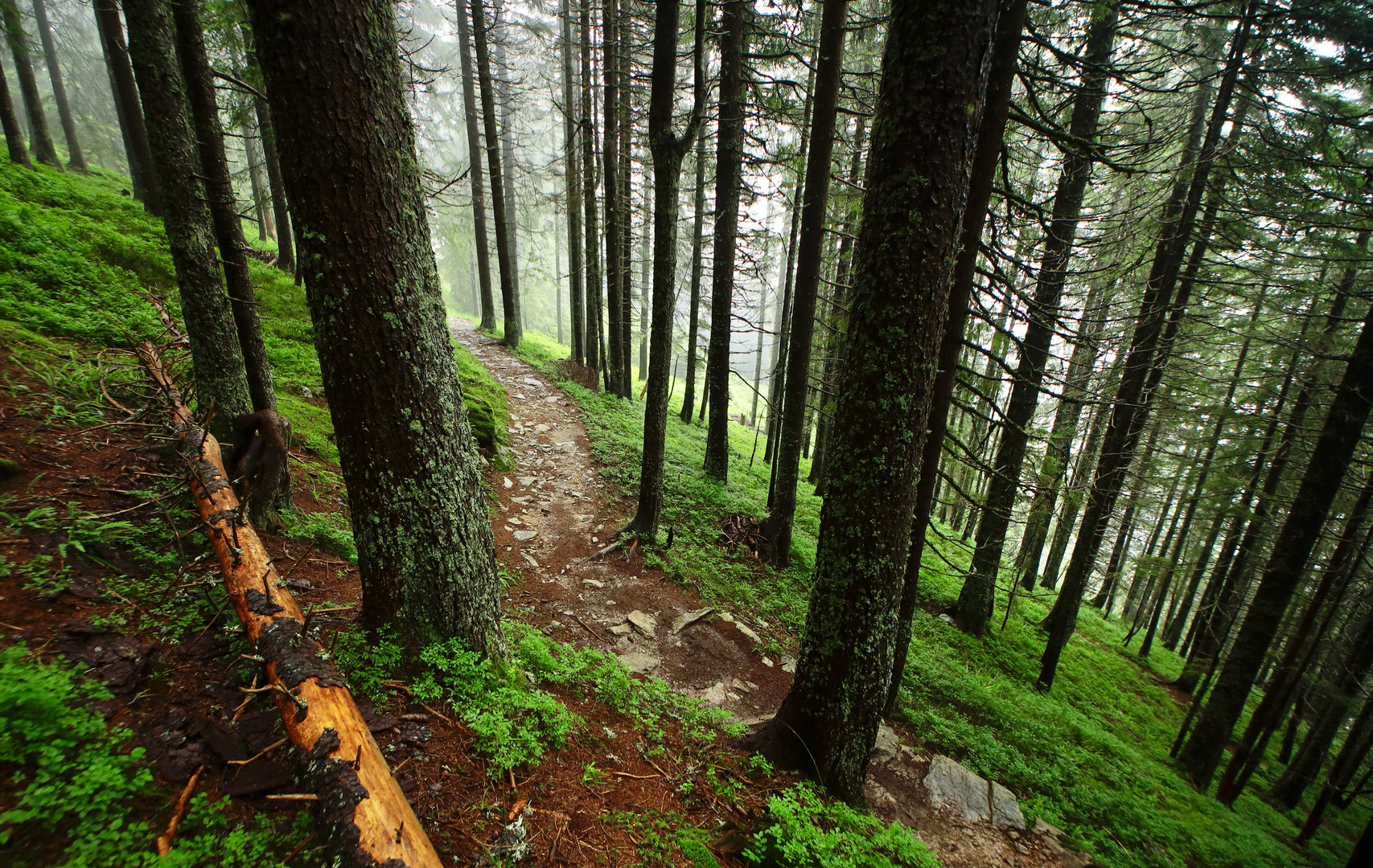 Wanderweg Golzern - Waldiberg