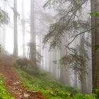 Wanderweg , Golzern - Waldiberg