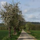 Wanderweg im Frühling