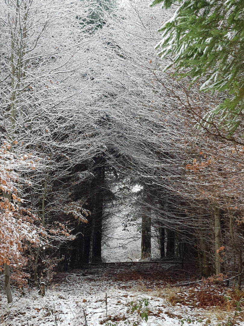 Wanderweg im Harz