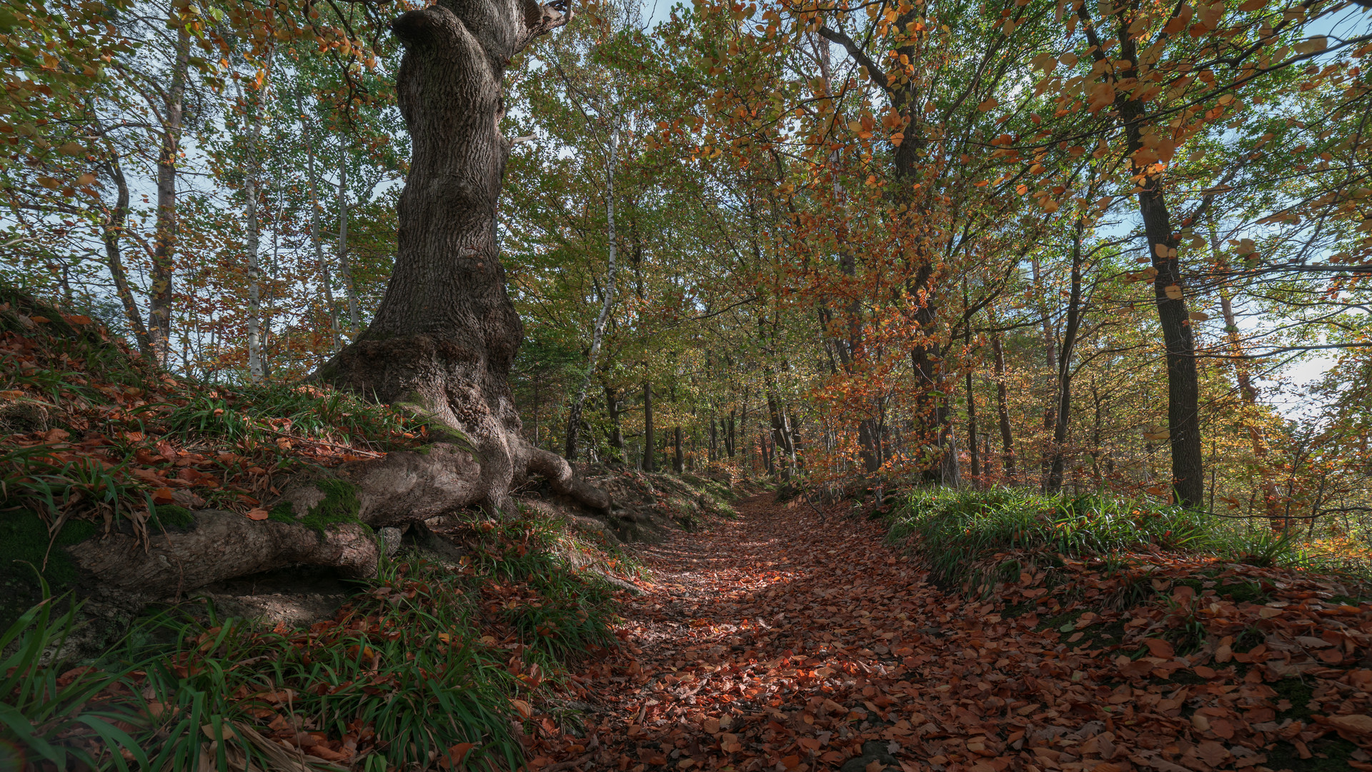 Wanderweg im Herstwald