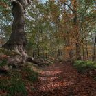 Wanderweg im Herstwald