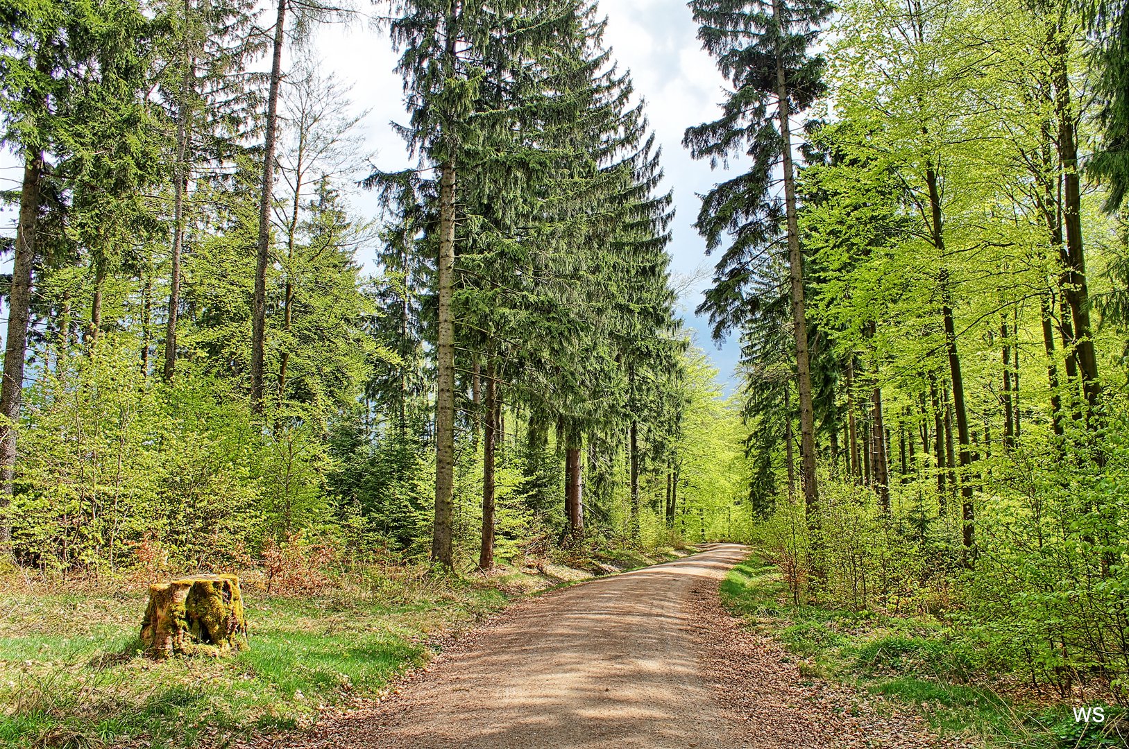 Wanderweg im Hessenreuther Wald