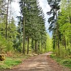 Wanderweg im Hessenreuther Wald
