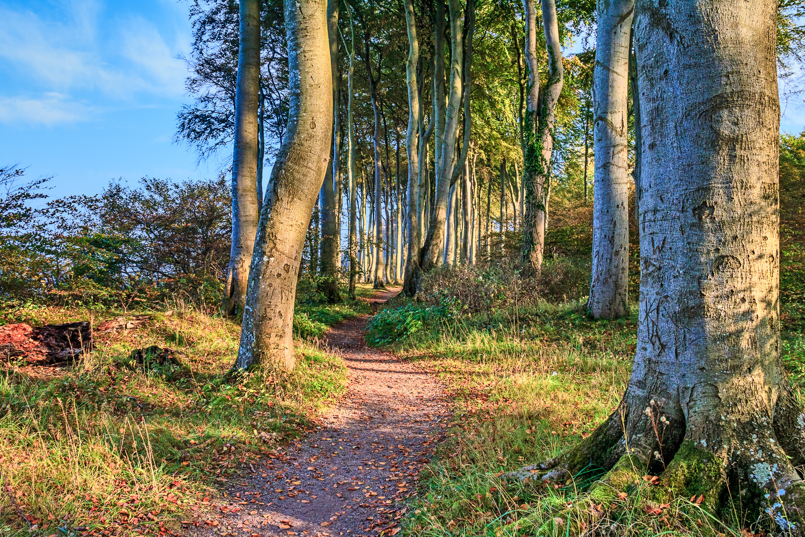 Wanderweg im Küstenwald