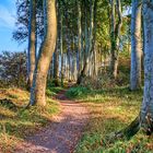 Wanderweg im Küstenwald