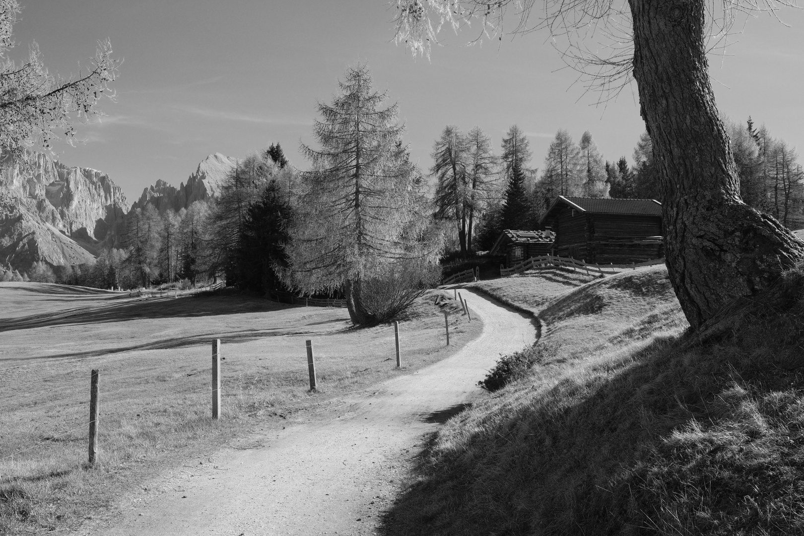 Wanderweg im Lärchenwald