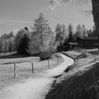 Wanderweg im Lärchenwald