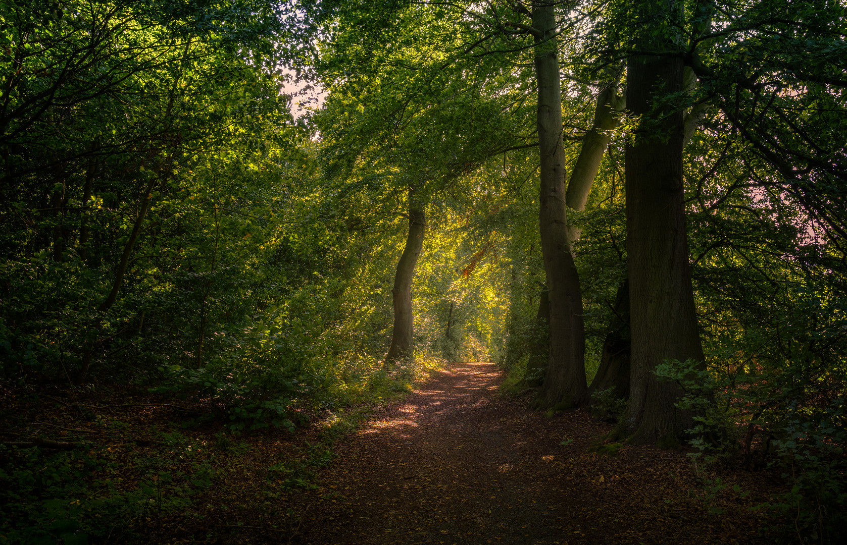 Wanderweg im Licht