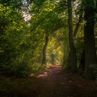 Wanderweg im Licht