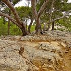 Wanderweg im Massif Puget