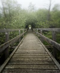 Wanderweg im Moor