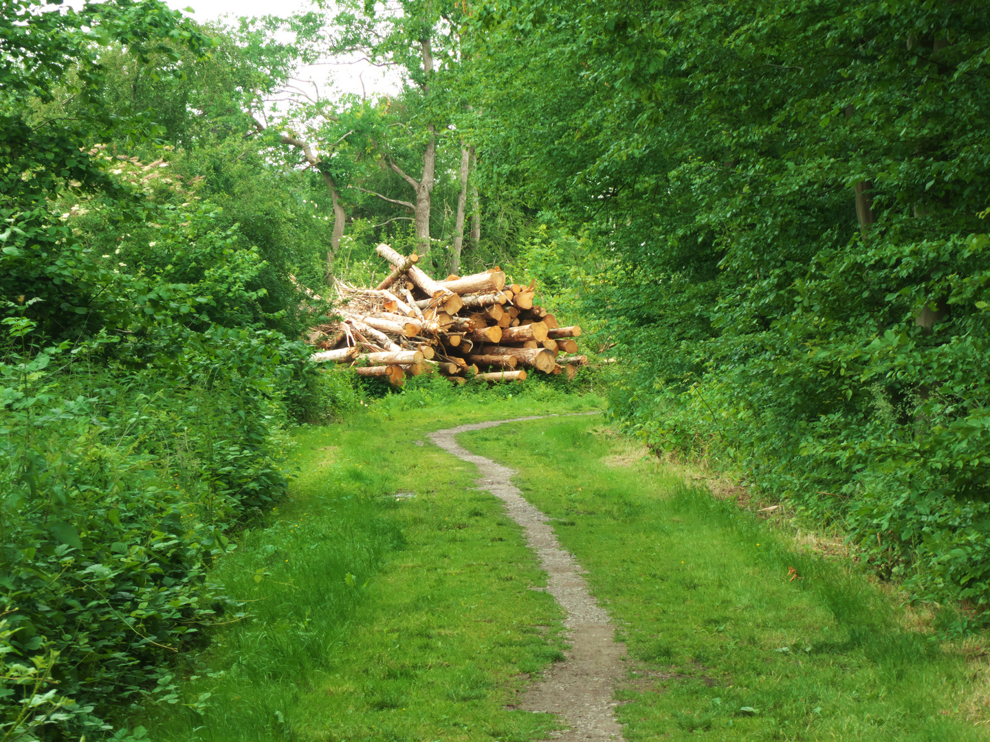 Wanderweg im Münsterland