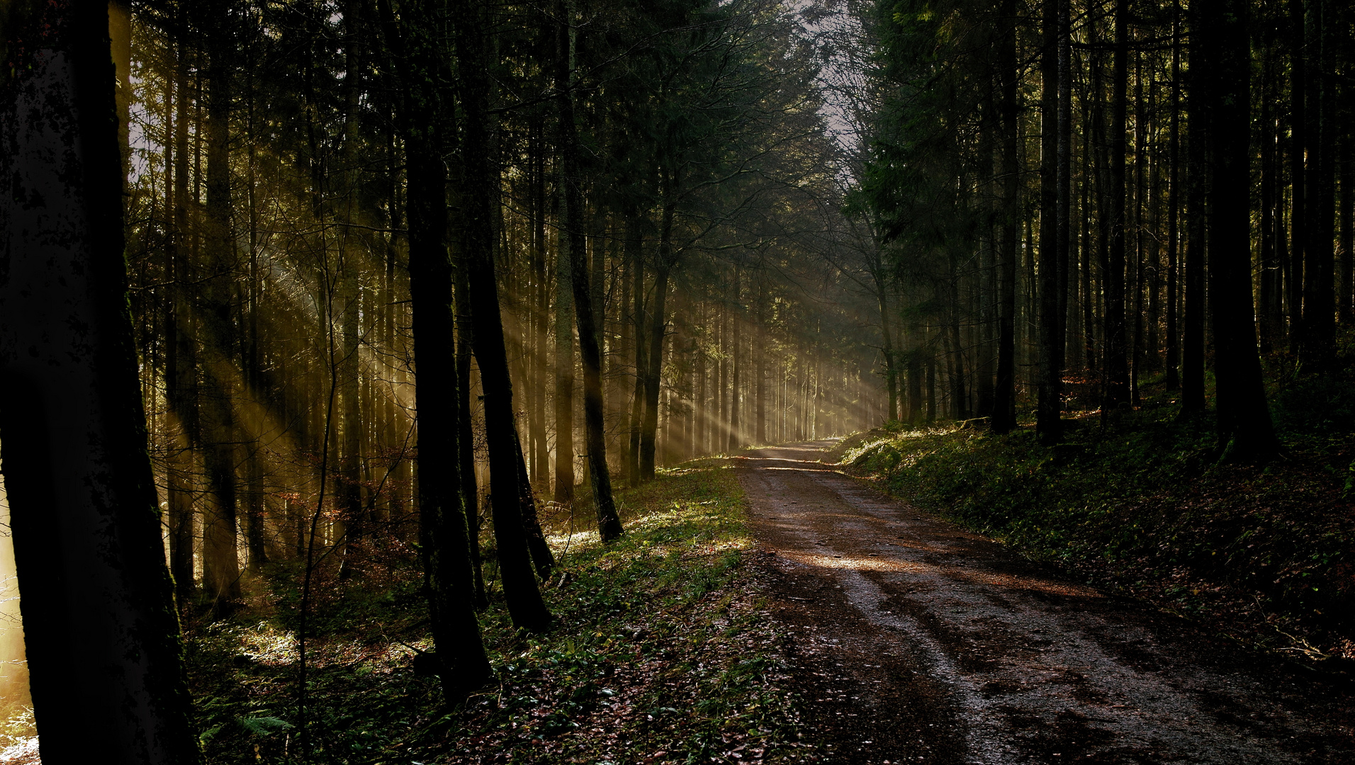 Wanderweg im Nationalpark Schwarzwald