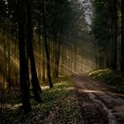 Wanderweg im Nationalpark Schwarzwald