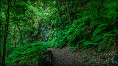 Wanderweg im Naturreservat Monte el Canal