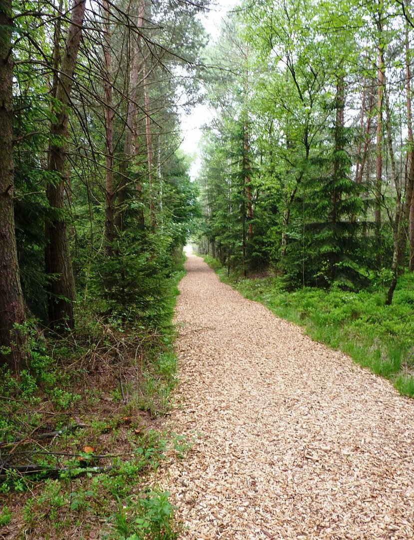 Wanderweg im Schönramer Filz