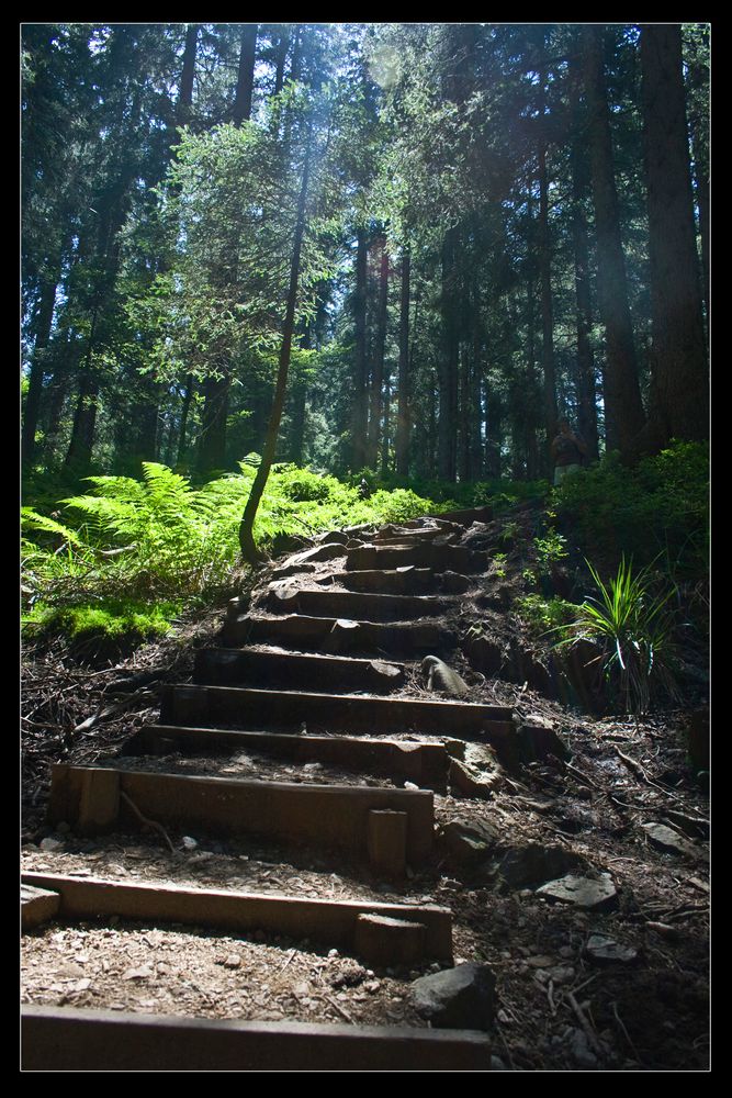 Wanderweg im Schwarzwald