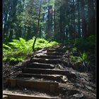 Wanderweg im Schwarzwald