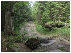 Wanderweg im Steinwald