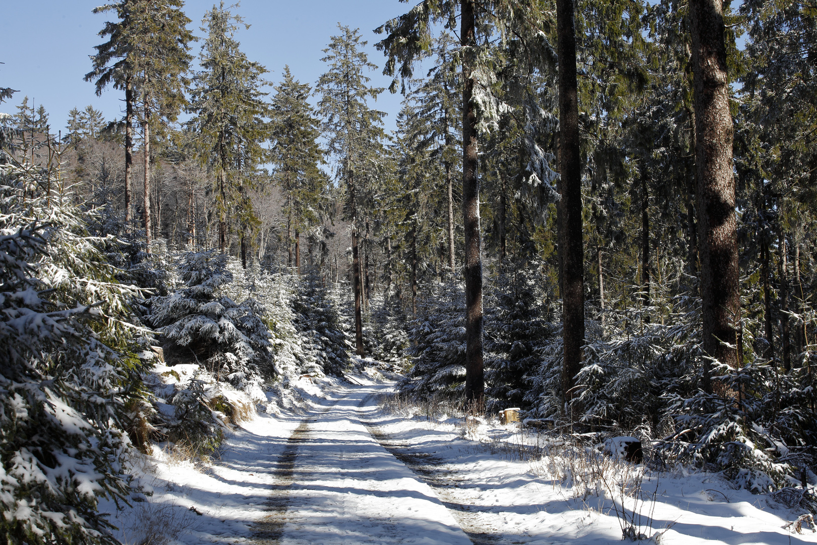 Wanderweg im Wald