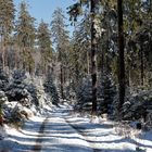 Wanderweg im Wald