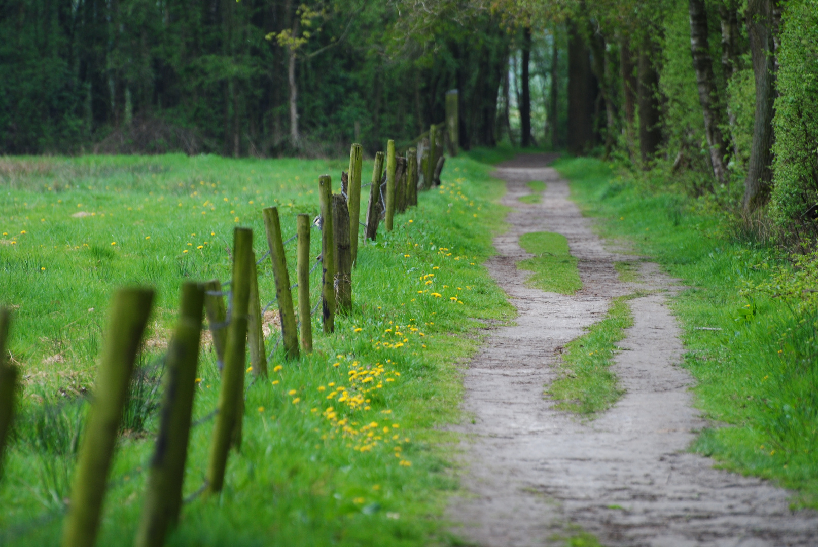 Wanderweg im Zwillbrocker Venn