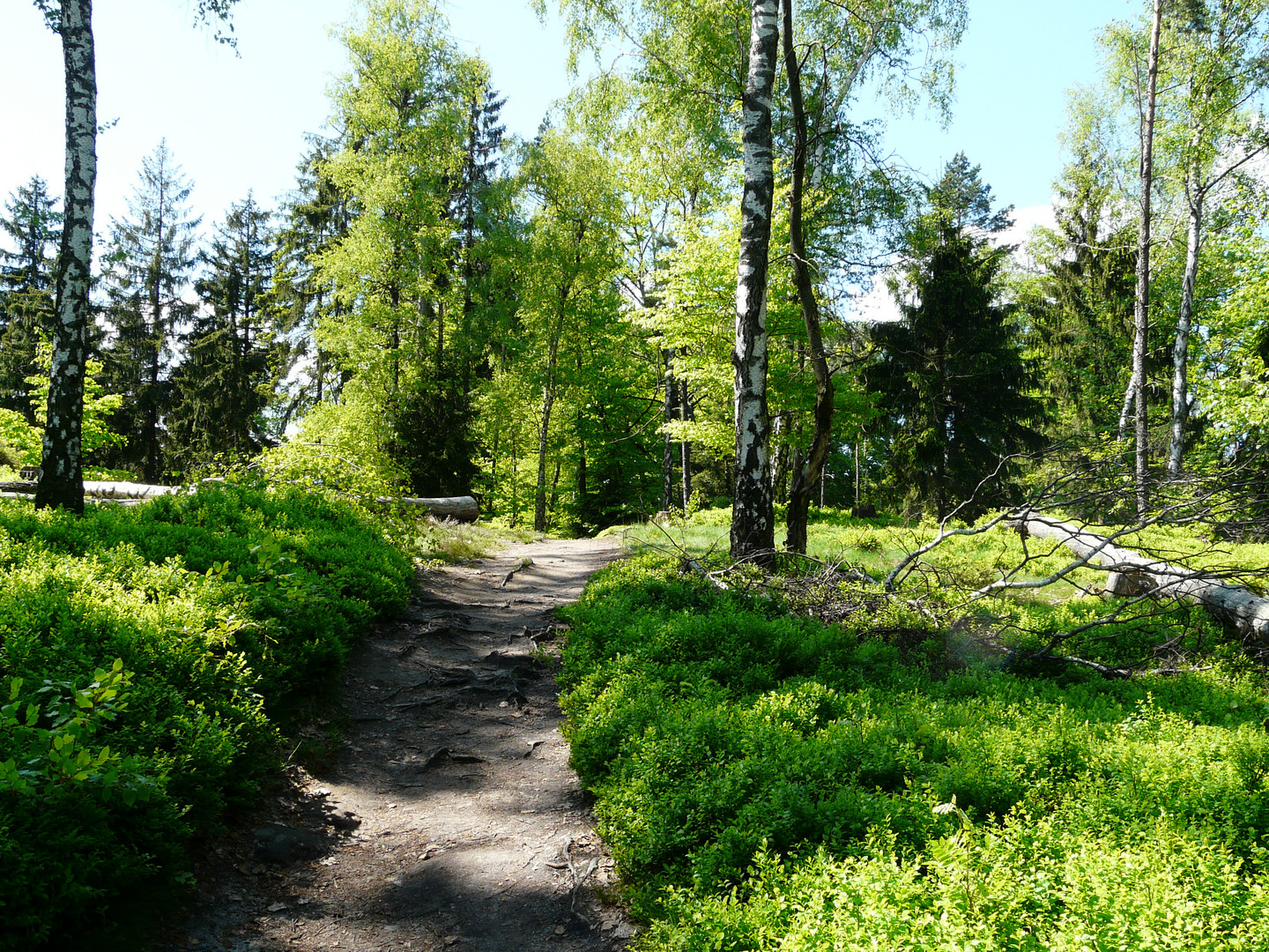 Wanderweg in der Böhmischen Schweiz