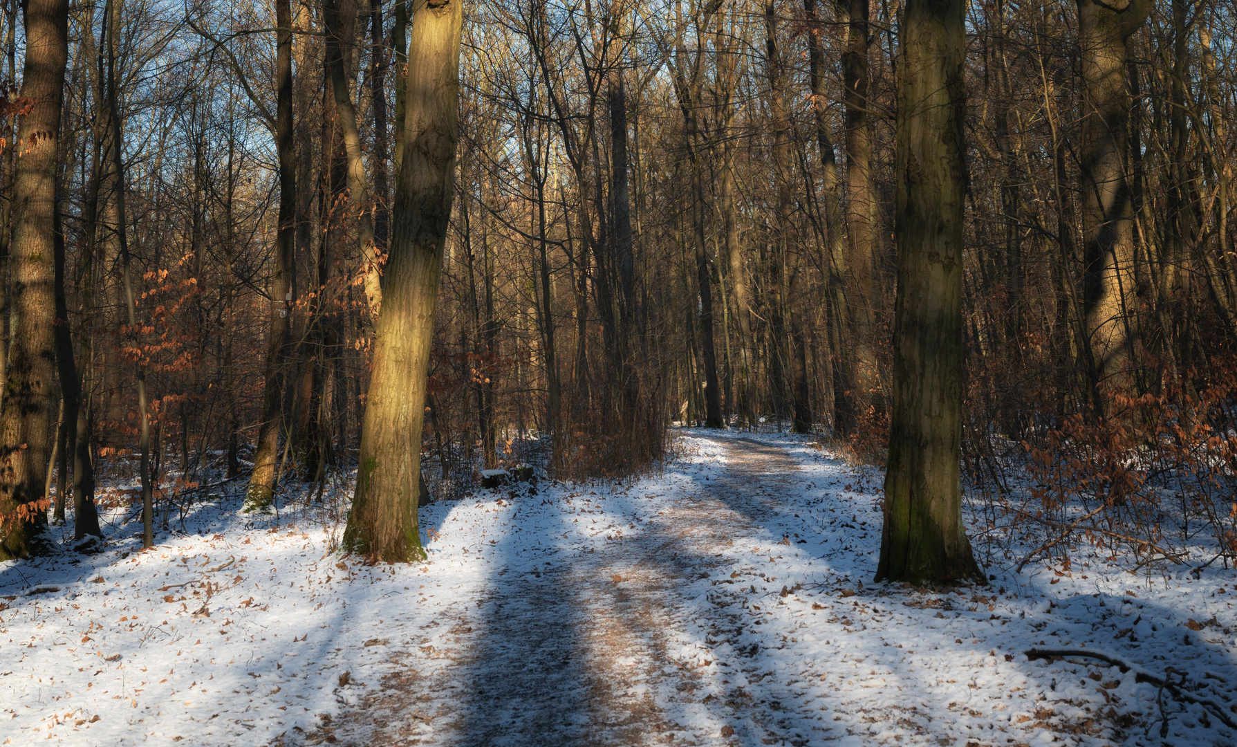 Wanderweg in der Buchhorst im Winter