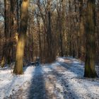 Wanderweg in der Buchhorst im Winter