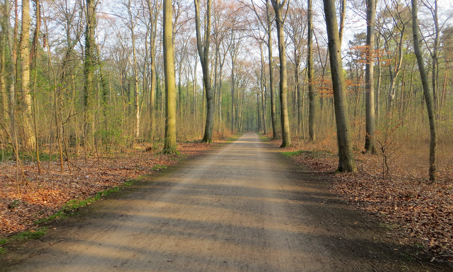 Wanderweg in der Eilenriede