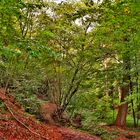 Wanderweg in der Nähe der Wipperaue bei Solingen