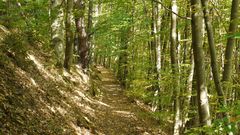 Wanderweg in der Pfalz