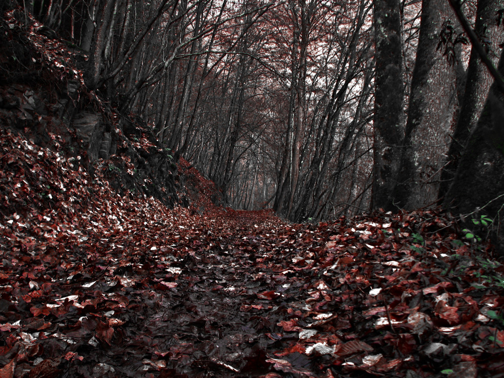 Wanderweg in der Südeifel