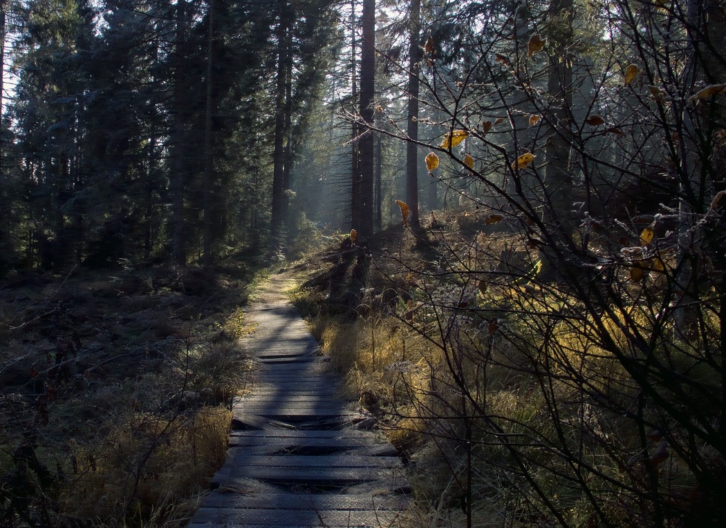 Wanderweg in einem Hochmoor