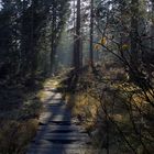 Wanderweg in einem Hochmoor