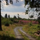 Wanderweg in Schanze (Schmallenberger Sauerland)