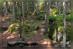 Wanderweg in Schwedens Wäldern