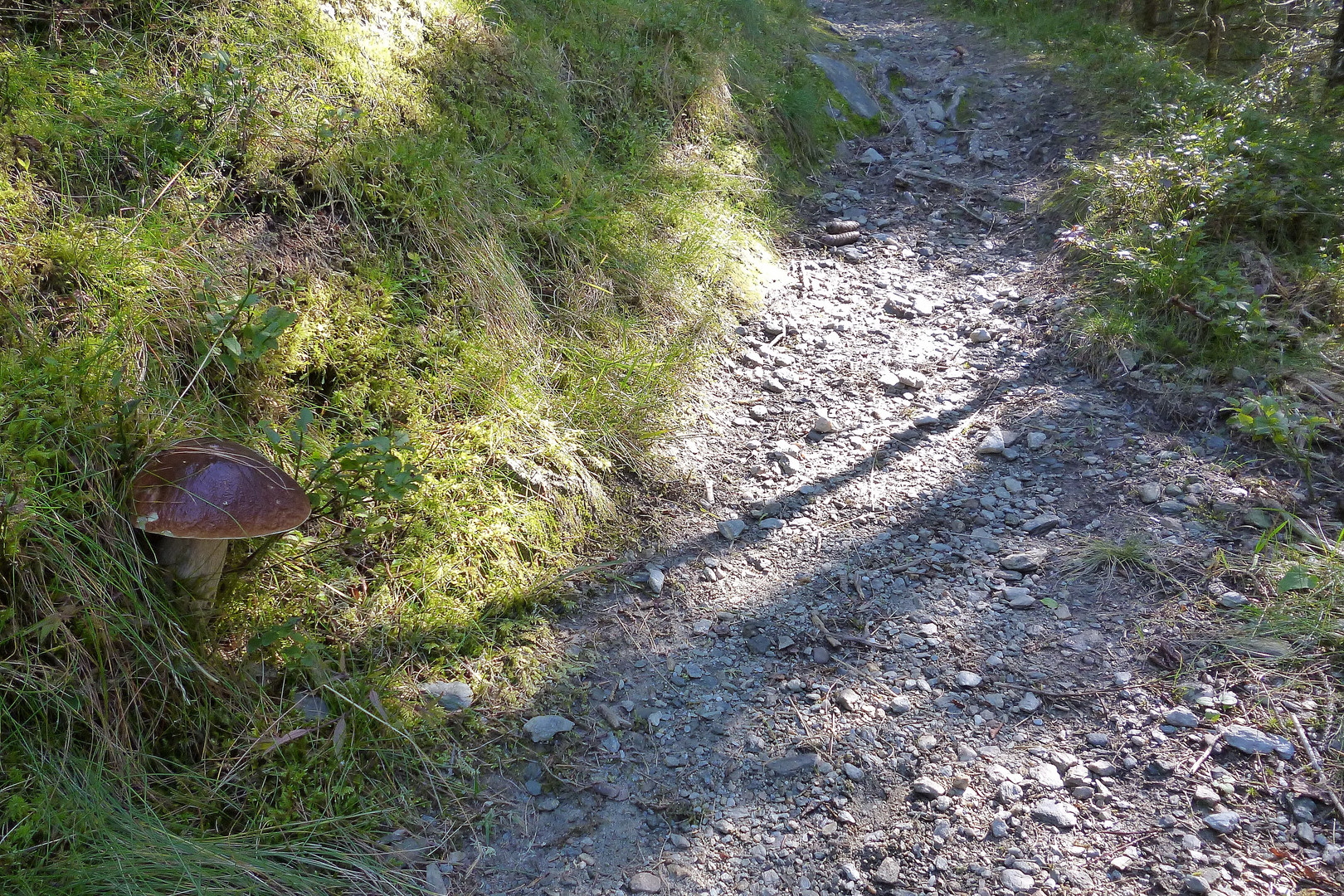 Wanderweg mit Fichten Steinpilz