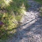 Wanderweg mit Fichten Steinpilz