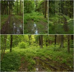 Wanderweg nach dem großen Regen