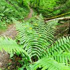 Wanderweg nach Leonberg 