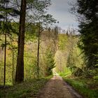 Wanderweg Ottenhöfen Mühlenweg