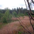 Wanderweg rund um den Stausee Quitzdorf